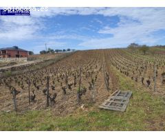 VIÑEDO VIEJO DE 40000M EN CAMPONARAYA