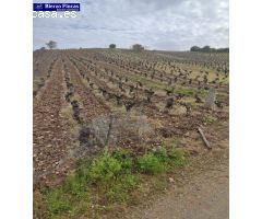 VIÑEDO VIEJO DE 40000M EN CAMPONARAYA