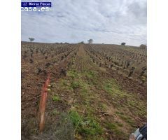 VIÑEDO VIEJO DE 40000M EN CAMPONARAYA