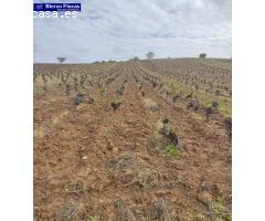 VIÑEDO VIEJO DE 40000M EN CAMPONARAYA