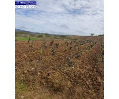 VIÑEDO VIEJO DE 40000M EN CAMPONARAYA