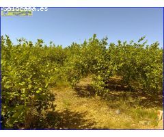 Finca Rústica en Venta: Productiva Plantación de Limón Fino y Cortijo Equipado ????????