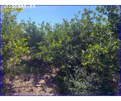 Finca Rústica en Venta: Productiva Plantación de Limón Fino y Cortijo Equipado ????????