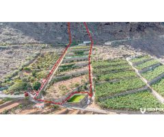 Terreno productivo excepcional en Buenavista del Norte