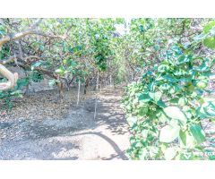 Terreno productivo excepcional en Buenavista del Norte