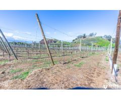 Chalet histórico con viñedo y bodega opcional en La Matanza de Acentejo