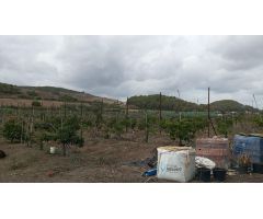 PARCELA EN PATERNA DE RIVERA
