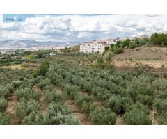 Venta de finca rústica de 77 olivos en Otura (Granada)