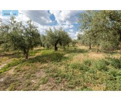 Venta de finca rústica de 77 olivos en Otura (Granada)