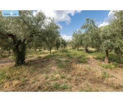 Venta de finca rústica de 77 olivos en Otura (Granada)