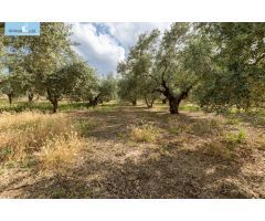 Venta de finca rústica de 77 olivos en Otura (Granada)