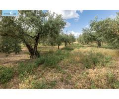 Venta de finca rústica de 77 olivos en Otura (Granada)