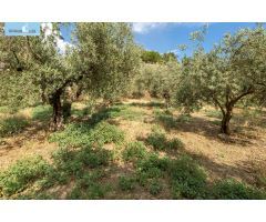 Venta de finca rústica de 77 olivos en Otura (Granada)