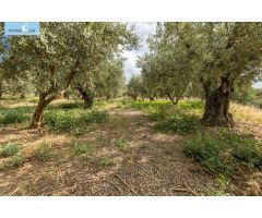 Venta de finca rústica de 77 olivos en Otura (Granada)