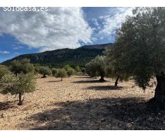 Parcela en Venta en Casas Abiar, Alicante