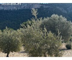 Parcela en Venta en Casas Abiar, Alicante
