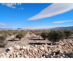 Parcela olivar en Caudete Palomares (Albacete)