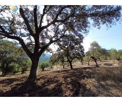 CASA CON PARCELA  EN LA SIERRA DE CADIZ -EL BOSQUE