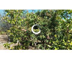 Finca rustica en Venta en Icod de los Vinos, Santa Cruz de Tenerife