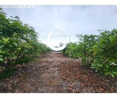 Finca rustica en Venta en Buenavista del Norte, Santa Cruz de Tenerife