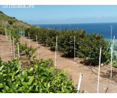 Finca rustica en Venta en Buenavista del Norte, Santa Cruz de Tenerife