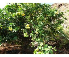 Finca rustica en Venta en Buenavista del Norte, Santa Cruz de Tenerife