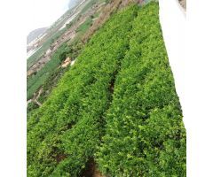 Finca rustica en Venta en Buenavista del Norte, Santa Cruz de Tenerife