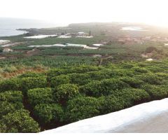 Finca rustica en Venta en Buenavista del Norte, Santa Cruz de Tenerife