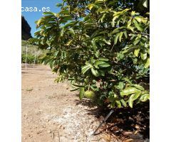 Finca rustica en Venta en Buenavista del Norte, Santa Cruz de Tenerife