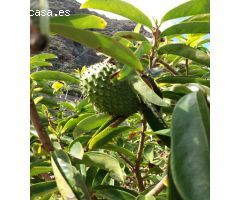 Finca rustica en Venta en Buenavista del Norte, Santa Cruz de Tenerife