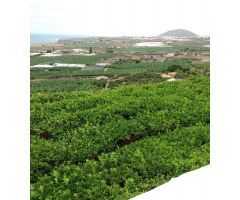 Finca rustica en Venta en Buenavista del Norte, Santa Cruz de Tenerife