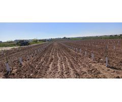 ESTUPENDA FINCA A LA VENTA EN FUENTES DE ANDALUCÍA