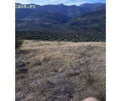 FINCAS DE OLIVARES Y GANADOS EN JAEN