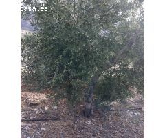 FINCAS DE OLIVARES Y GANADOS EN JAEN