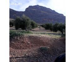 FINCAS DE OLIVARES Y GANADOS EN JAEN