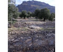 FINCAS DE OLIVARES Y GANADOS EN JAEN