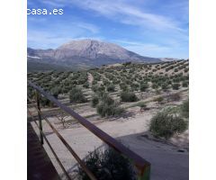 FINCAS DE OLIVARES Y GANADOS EN JAEN