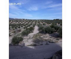 FINCAS DE OLIVARES Y GANADOS EN JAEN