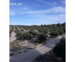FINCAS DE OLIVARES Y GANADOS EN JAEN