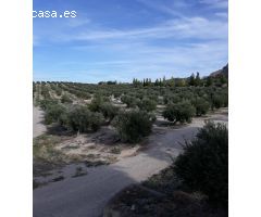 FINCAS DE OLIVARES Y GANADOS EN JAEN