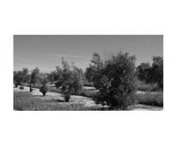 VENTA FINCA 30000 OLIVARES EN UBEDA JAEN