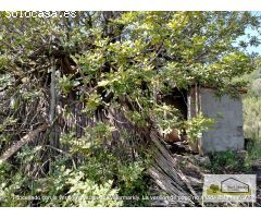 Finca rustica en Venta en Borriol, Castellón