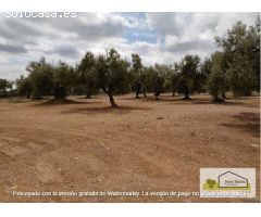 Finca rustica en Venta en San Rafael del Rio, Castellón