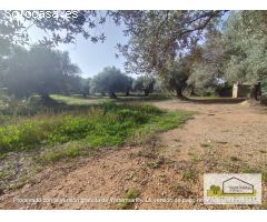Finca rustica en Venta en San Mateo, Castellón