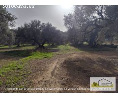 Finca rustica en Venta en San Mateo, Castellón