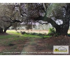 Finca rustica en Venta en San Mateo, Castellón