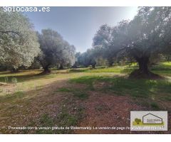 Finca rustica en Venta en San Mateo, Castellón