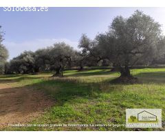 Finca rustica en Venta en San Mateo, Castellón