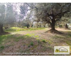 Finca rustica en Venta en San Mateo, Castellón