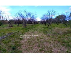 Finca rustica en Venta en San Mateo, Castellón